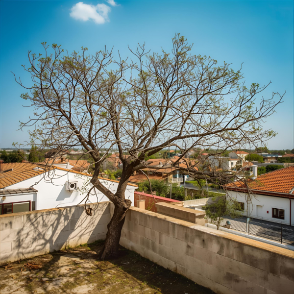 avocat sanary sur mer près de bandol pour dépassement de végétation et troubles de voisinage